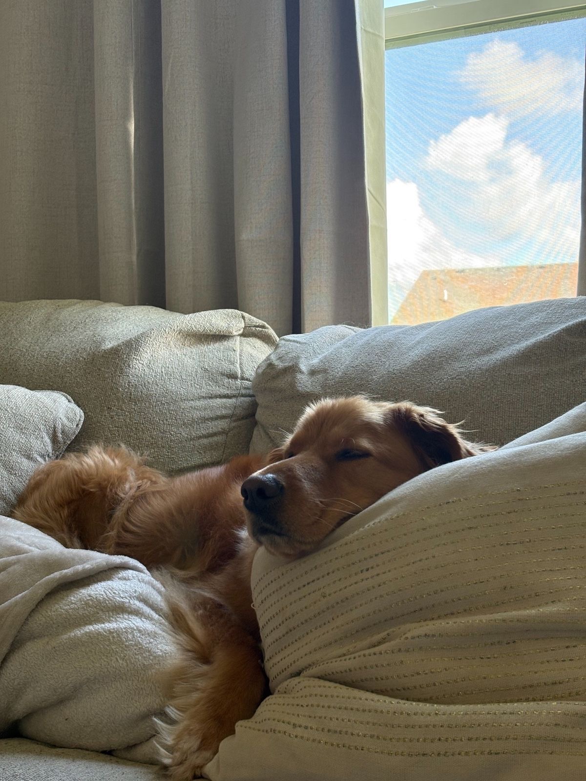 Limpieza de sofás con perros desinfección profunda Castelldefels